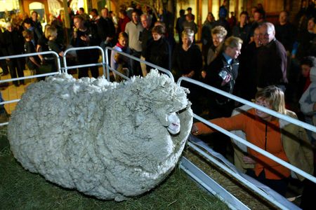 Shrek the sheep (seen here in 2004) held the record for wooliest sheep