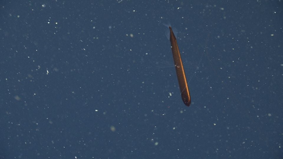 An image of a copper-colored dragonfish. The fish resembles a long tube with short fins.