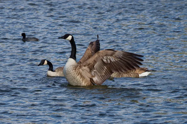 Canada Geese thumbnail