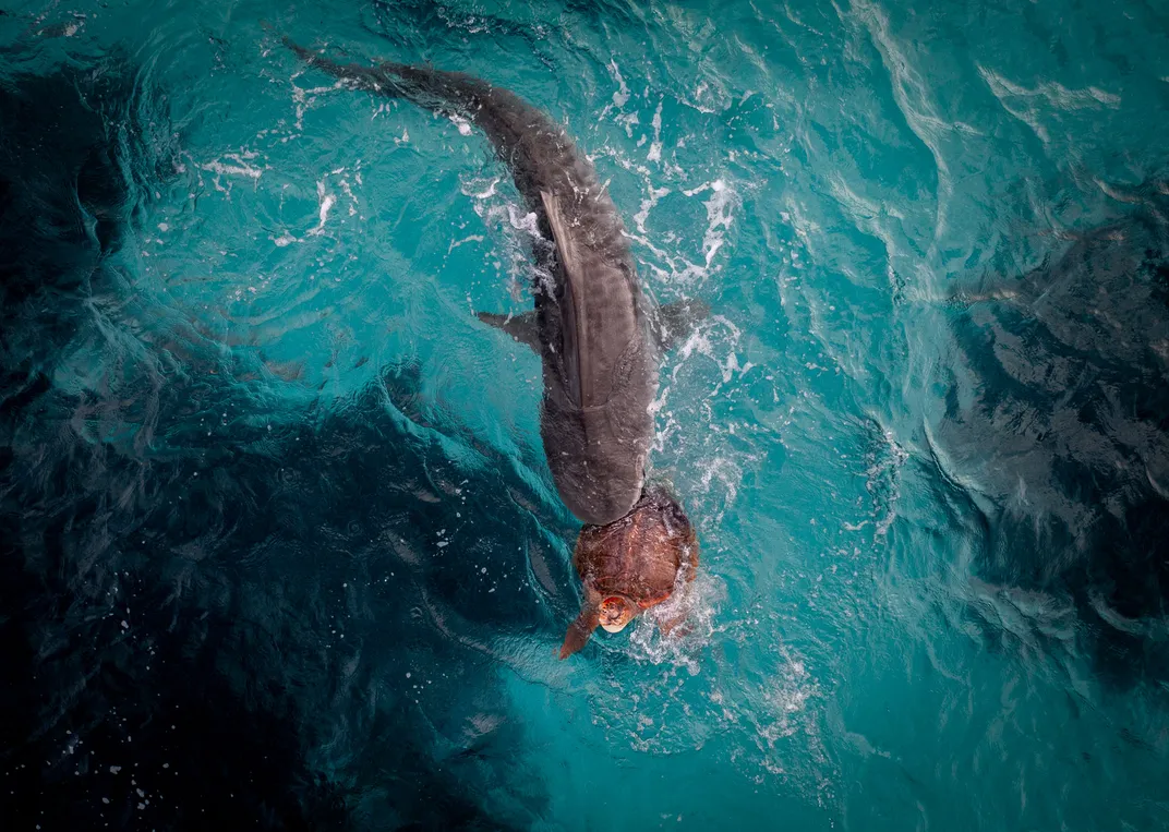 a shark swims behind a green sea turtle, its jaw around the back of the reptile