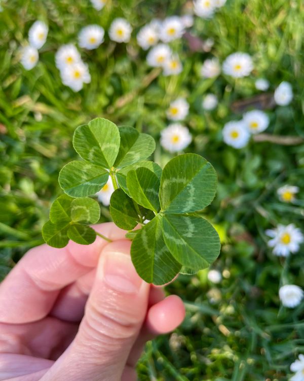 Four-leaf clover bouquet thumbnail