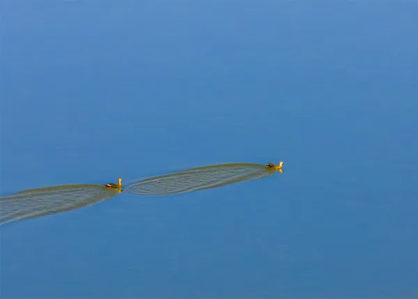 《The duck is the first to know when the water of the Liao River warms up》 thumbnail