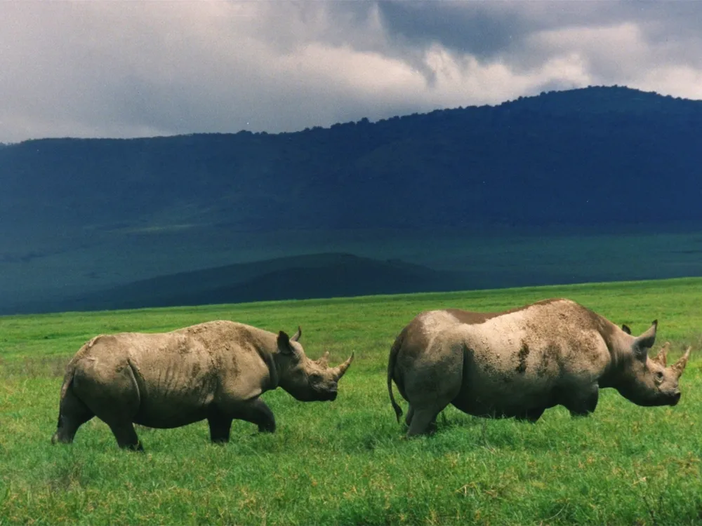 Black_Rhinos_Kenya.jpg