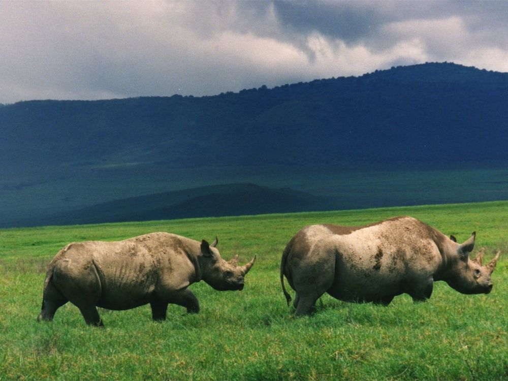 Black_Rhinos_Kenya.jpg