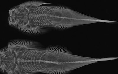 Beautiful and educational, X-ray images help us learn more about evolution.