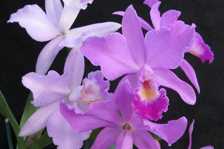 Michelle Obama is the 14th consecutive First Lady to have a cattleya orchid named in her honor (above). Last year, the Melania Trump orchid was earning acclaim in the plant world. 