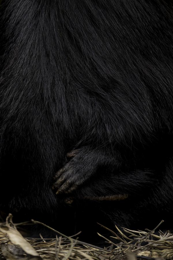 An endangered Lion-Tailed Macaque baby clings to its mother thumbnail