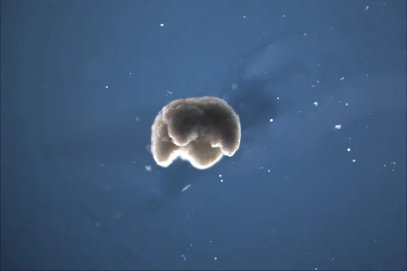 An image of a free-floating cell in front of a blue backdrop. The cell looks like a little puff of dust with four large bumps.