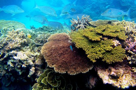 coralqa_ladyelliotreefbecspindler.jpg