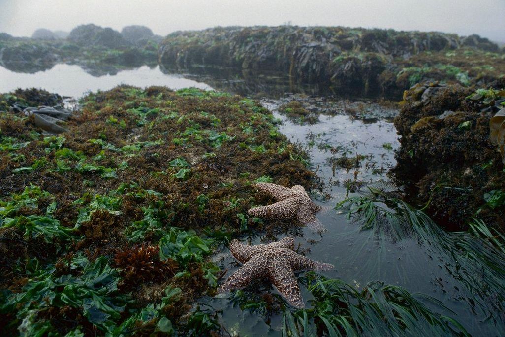 ochre sea stars