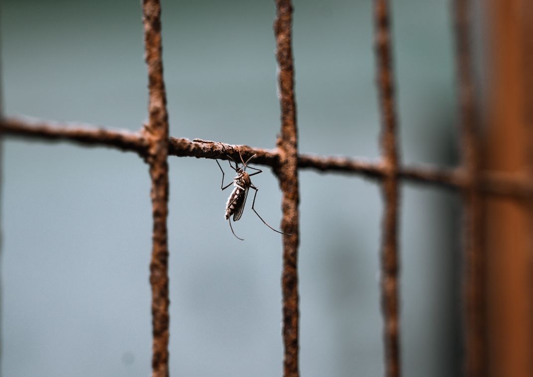 A mosquito sits on a window net inside a house in India.