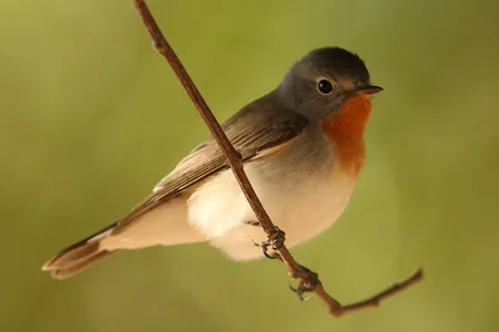 In 1958, dozens of red-breasted flycatchers, like the one pictured here, flew off course and visited the United Kingdom.