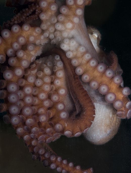 octopus2.jpg