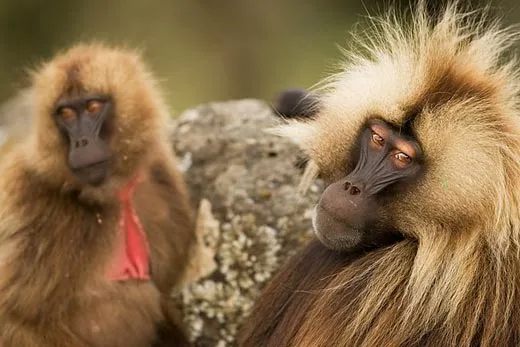 Ethiopia's Exotic Monkeys | Science| Smithsonian Magazine