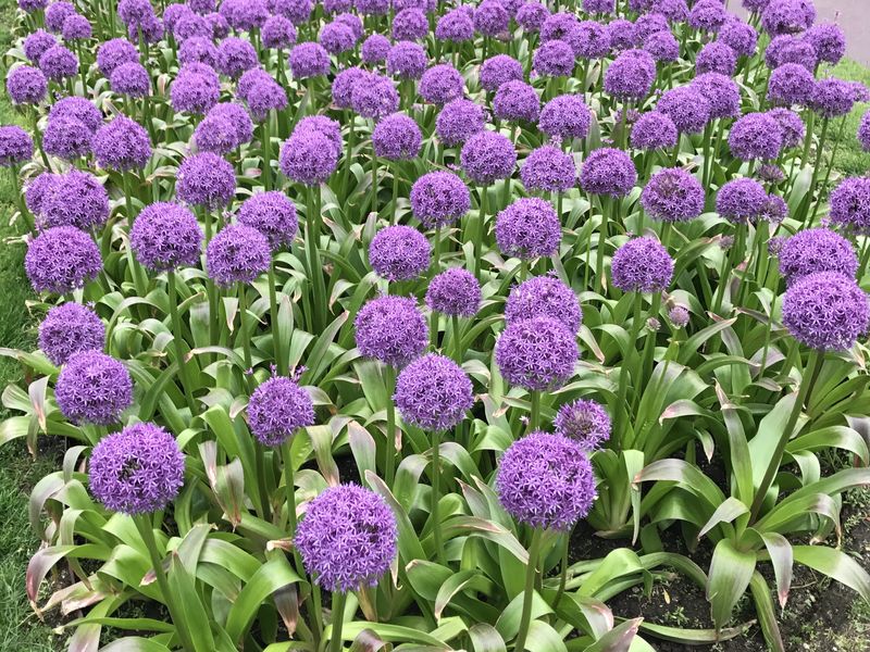 Boston Public Garden | Smithsonian Photo Contest | Smithsonian Magazine