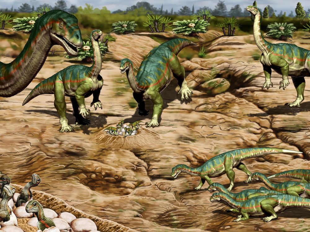 Artistic reconstruction of the breeding ground of a herd of Mussaurus patagonicus.