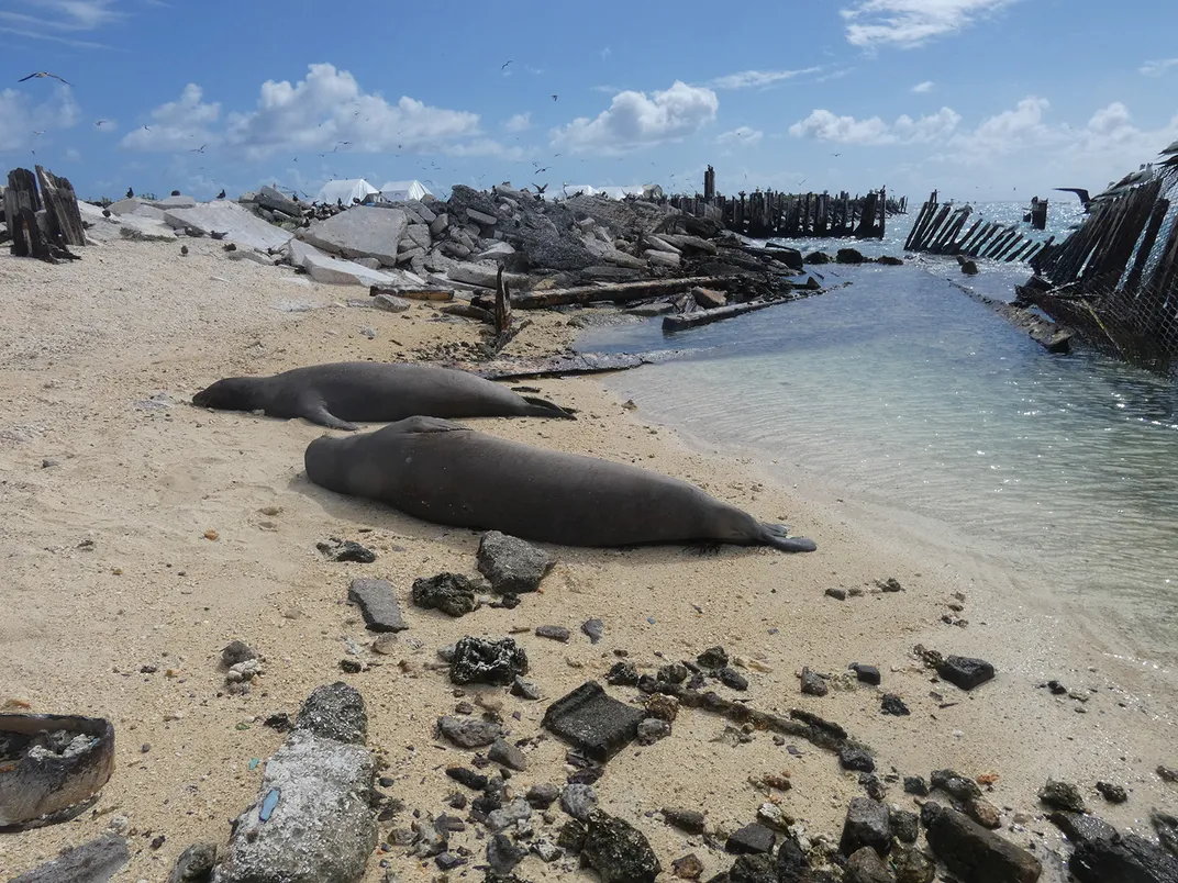 Hawaiian Monk Seals in the Bulky Dump on Tern Island