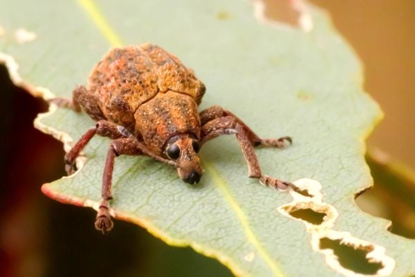 Weevil thumbnail