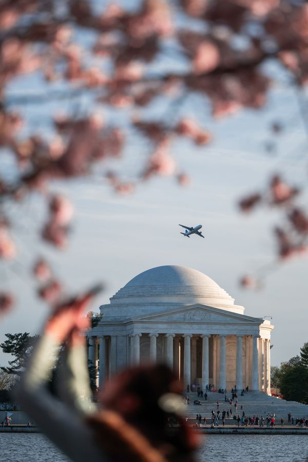 Cherry blossom in Washington D.C. thumbnail