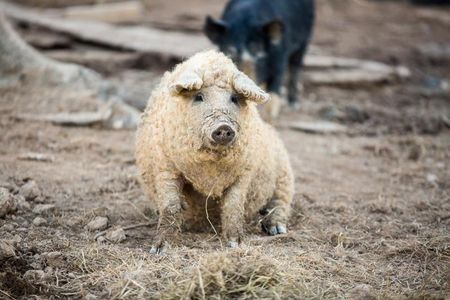 The Mangalitsa pig, a "heritage breed" hailing from Hungary, is prized for its flavor. The woolly coat is a bonus.