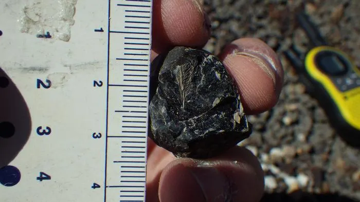 round coprolite with an exposed feather held next to a ruler