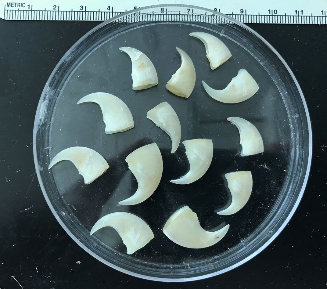 Bobcat claws in a Petri dish