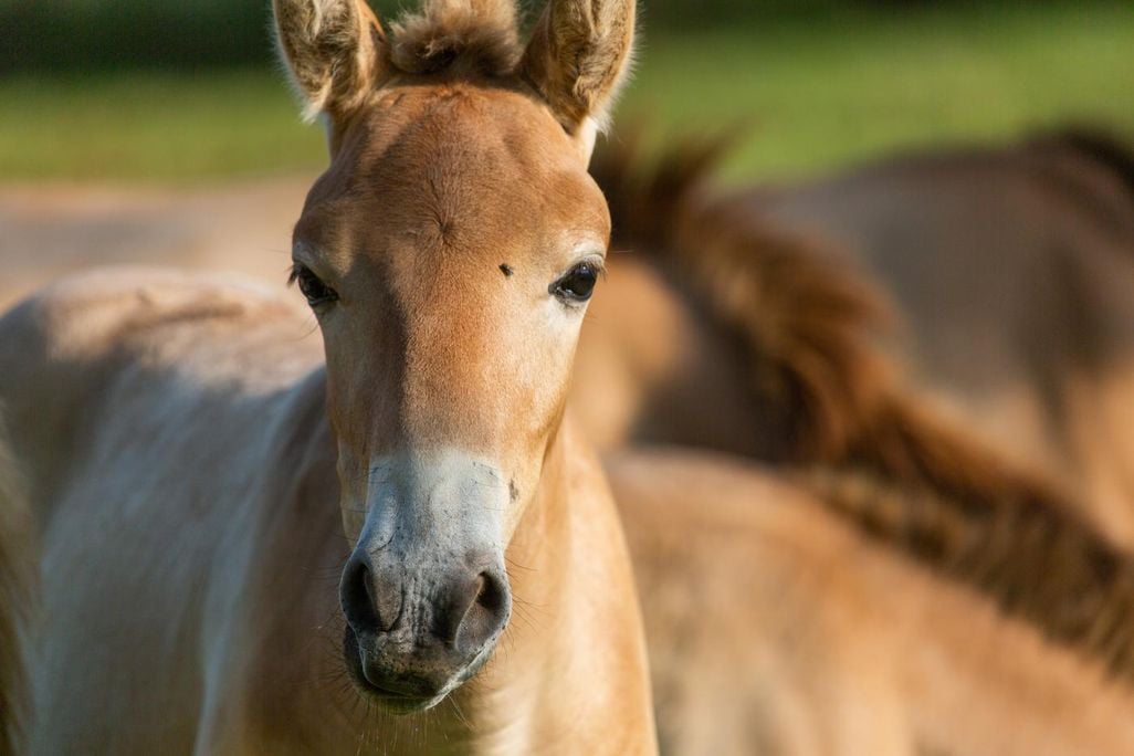 P-horse
