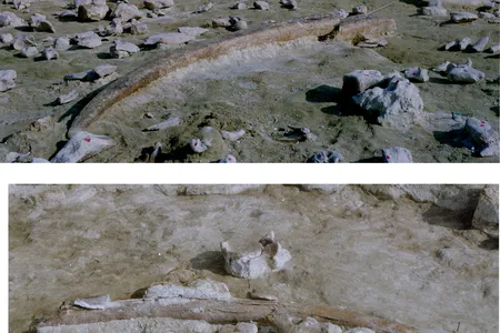 The dig site at Castel di Guido in Italy featured numerous skeletons of straight-tusked elephants, from which many of the bone tools were produced.