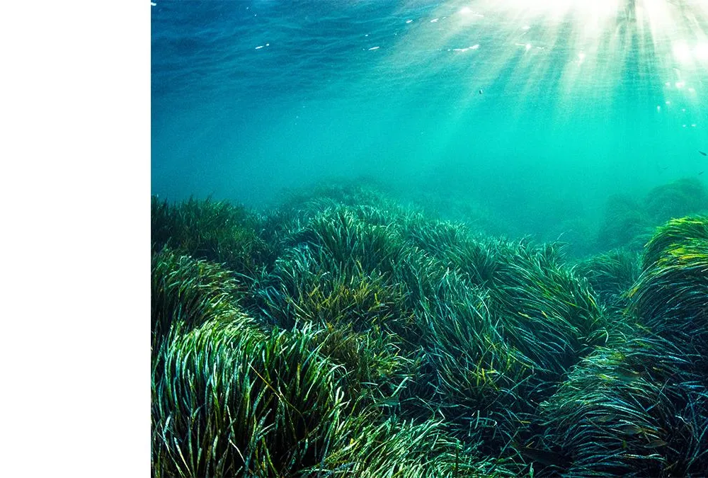 One of the oldest living organisms on Earth is a colony of Neptune grass in this vast meadow of the plant in the Mediterranean Sea.