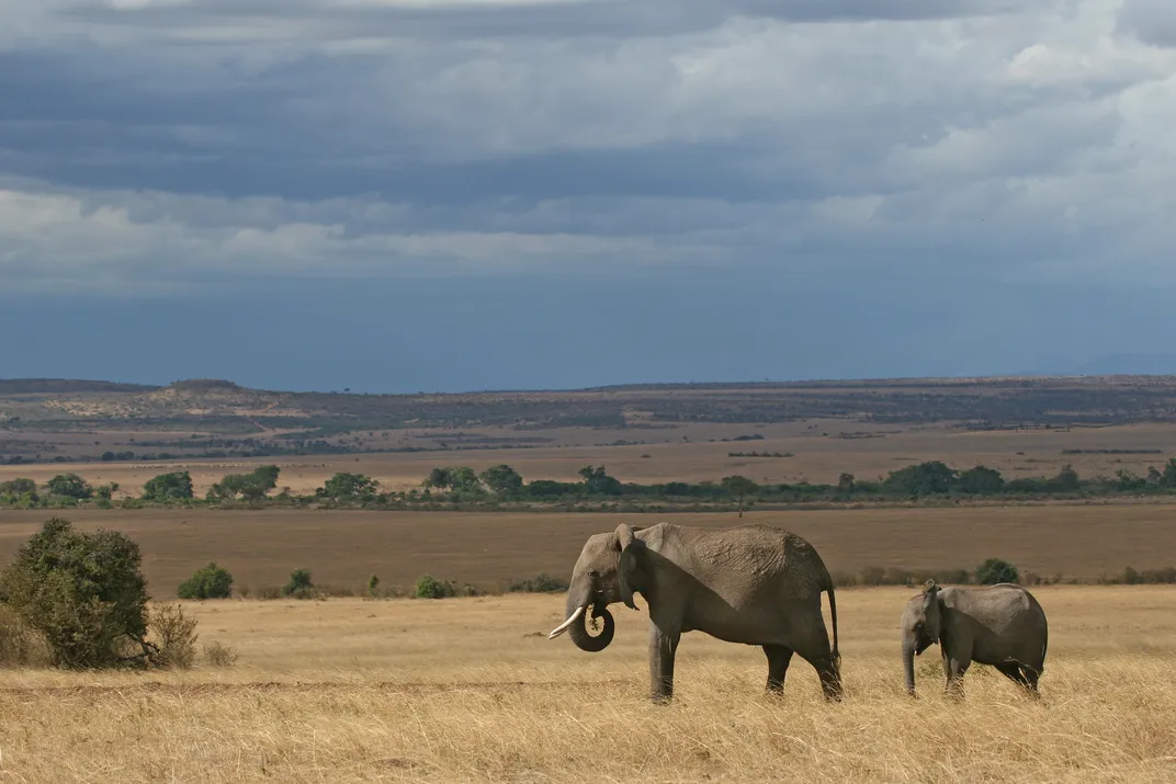 Elephants on the Serengeti