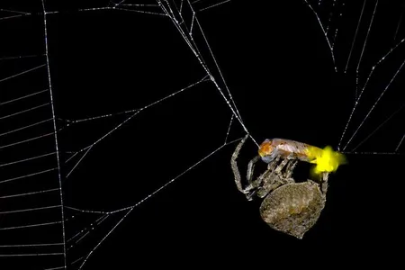 An orb-weaver spider wraps a male firefly in silk while it flashes from its lanterns. Male fireflies typically signal with multiple pulses using two lanterns, while females emit single pulses from one lantern.