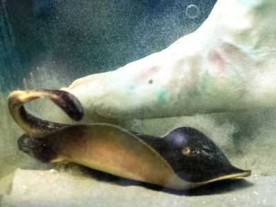 A fake foot helps researchers at California State University, Long Beach, determine how stingrays react when they come in contact with people.