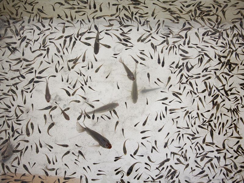FISH PATTERN | Smithsonian Photo Contest | Smithsonian Magazine