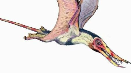 A restoration of the pterosaur Rhamphorhynchus by ДиБгд