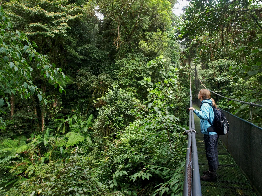 Hanging bridge in the canopy