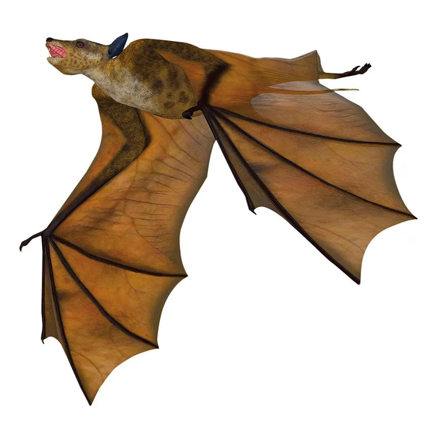Icaronycteris, one of the first bats known to science