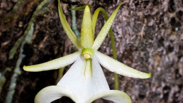 Preview thumbnail for The Endangered Orchids of North America