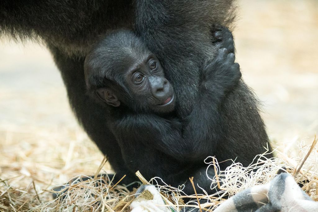 Baby Gorilla