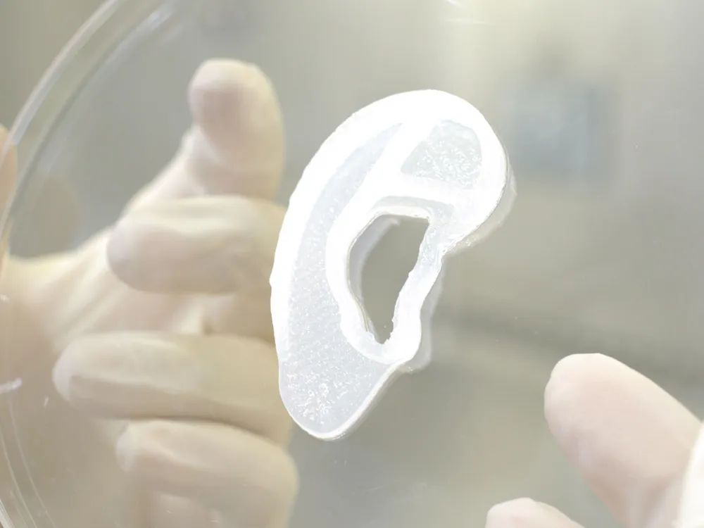 An image of a clear 3D printed ear resting in a petri dish