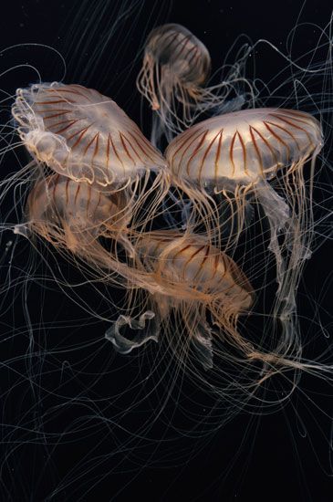 Japanese sea nettles, Chrysaora pacifica, are featured in “The Jellies Experience.”