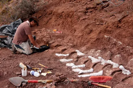 A paleontologist excavating a 98 million-year-old fossil which may belong to the largest land animal ever. Researchers first started unearthing the creatures remains in 2012 at the Candeleros Formation in the Neuquen River Valley, Argentina.