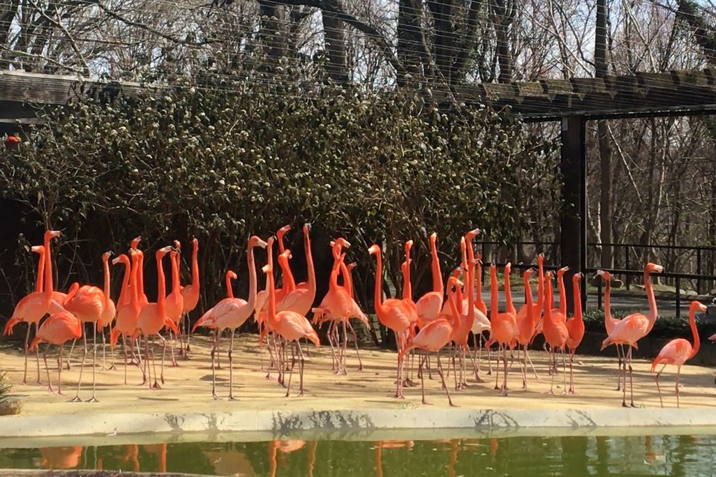 Several flamingos in an outdoor yard