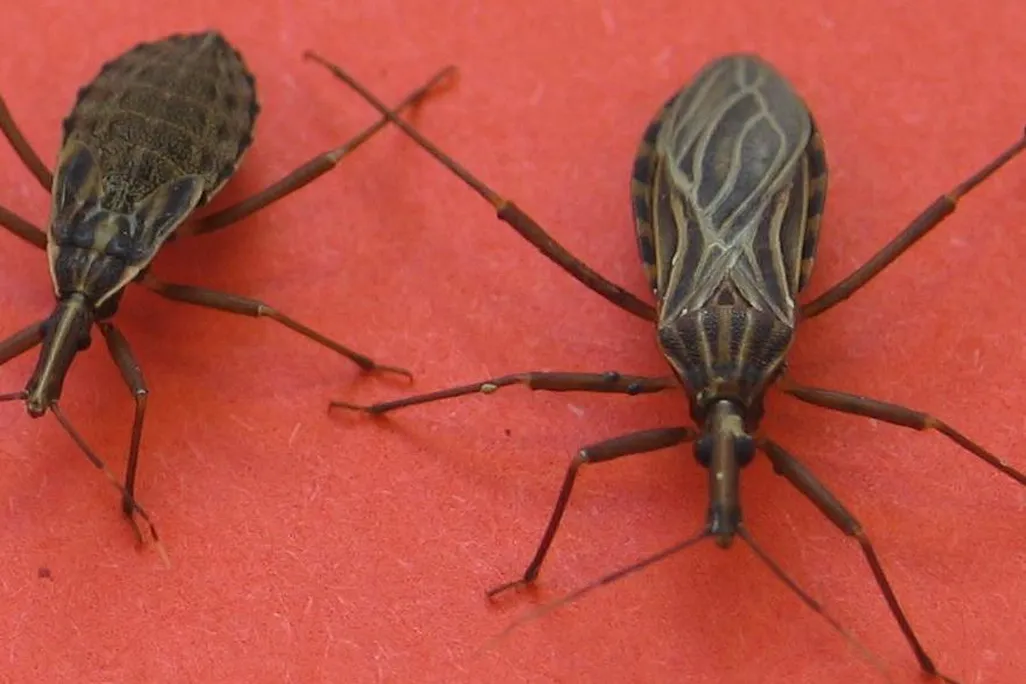 Kissing bug