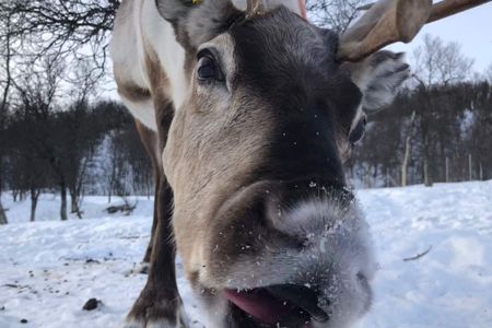 While they chew their cud, reindeer brains shift into a state of non-REM sleep.