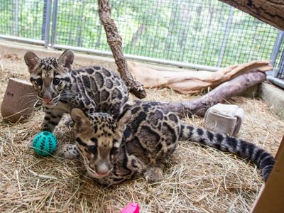 The cubs are a male named Paitoon and a female named Jilian. They were born April 29 and March 24, respectively, at the Nashville Zoo. 