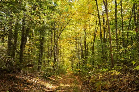 Leaf senescence creates a golden canopy over a trail in the Harvard Forest.