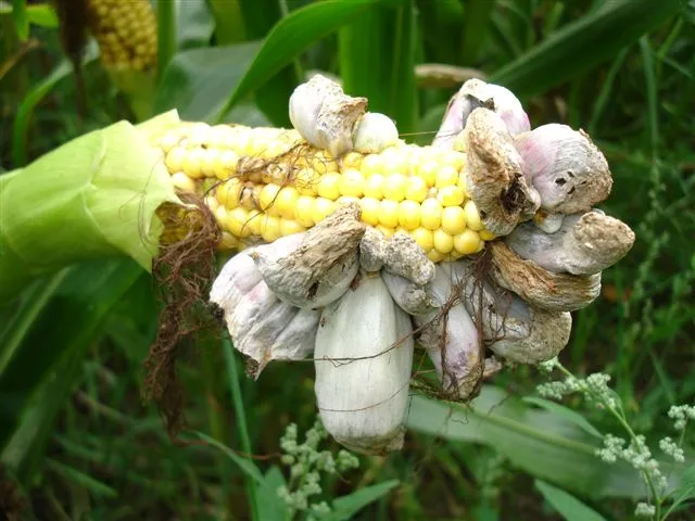 Hard to decide what's more delicious, the corn or the fungus growing on it. Photo: Kai Hirdes