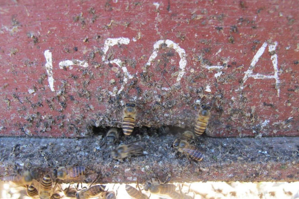 Asian honey bees 