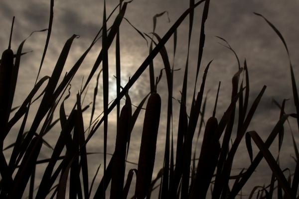 Amongst the Cattails thumbnail