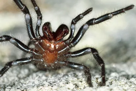 The rain brought relief from fire, but coaxed funnel spiders from their hideouts. 